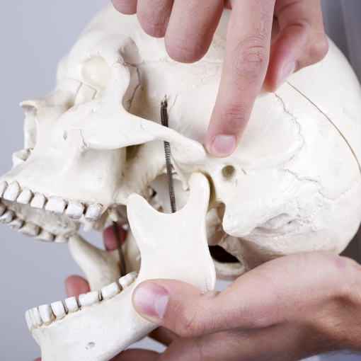 Dentist using jaw and skull bone model to explain T M J dysfunction